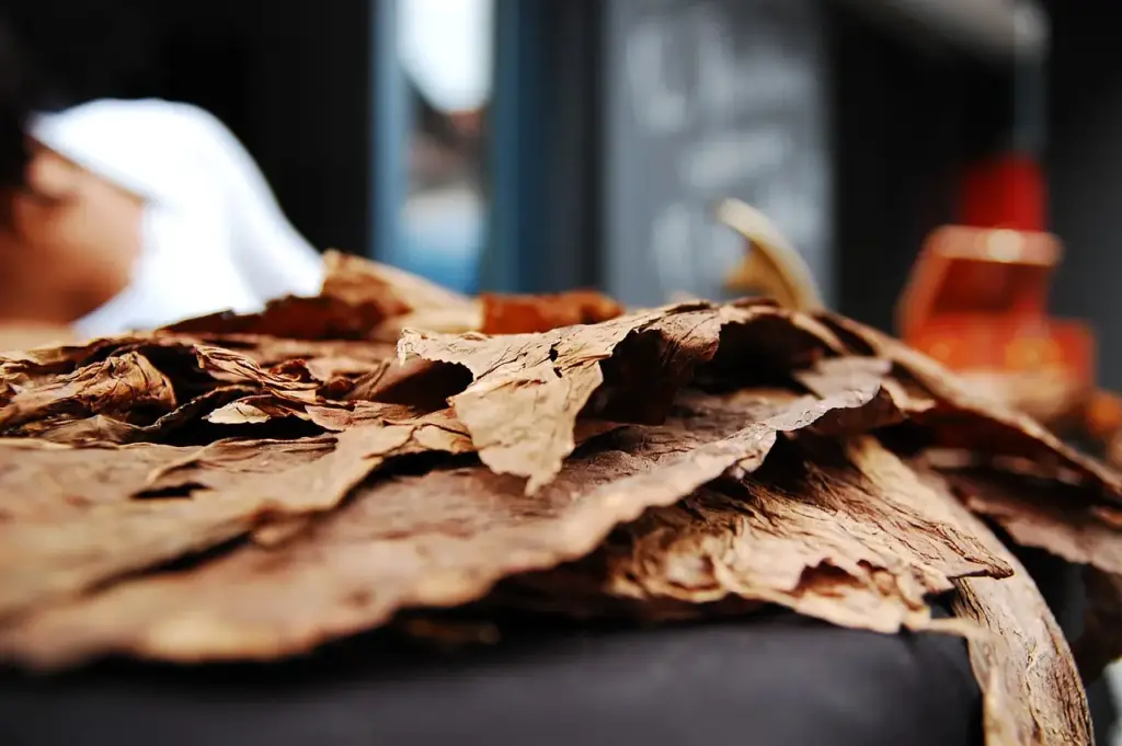 Tobacco and Leaves